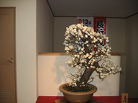 208Be